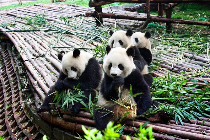 Half-Day Tour at Chengdu Panda Breeding Research Base - Getting There Smoothly: Hotel Pickup and the 40-Minute Ride
