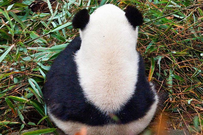 Half-Day Tour at Chengdu Panda Breeding Research Base - What the Half-Day Schedule Really Means for Your Day