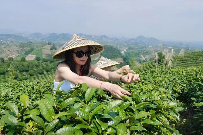Half-day Tour: Largest Tea Plantation & Amazing Xianggong Hill - Transportation, pickup, and the small-group advantage