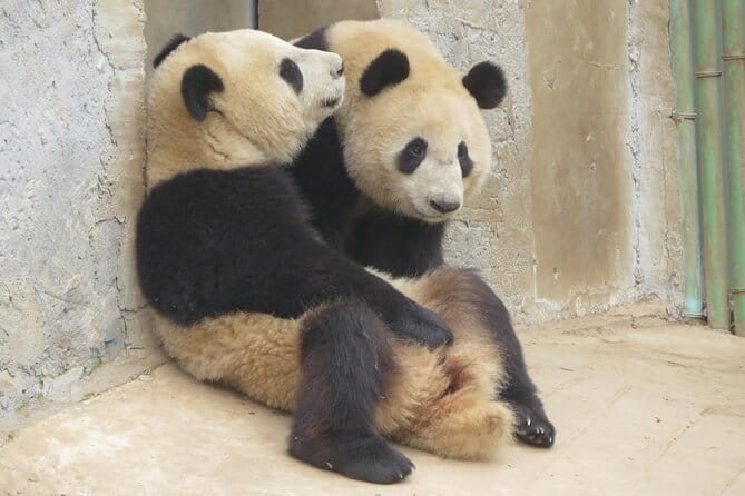 Half Day Tour to Xi'an Wild Panda Breeding and Protecting Center - Xian Panda Day Trip Logic: Qinling Wildlife Center and Louguantai in One Route