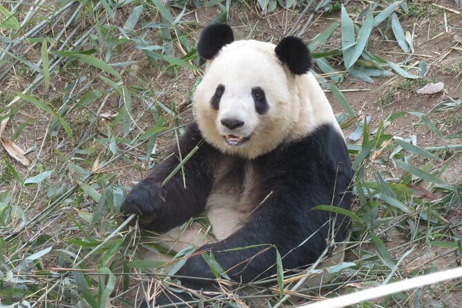 Half Day Tour to Xi'an Wild Panda Breeding and Protecting Center - The Real Timing: Why 6 to 8 Hours Can Still Feel Efficient