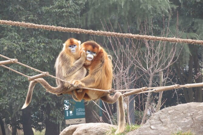 Half Day Tour to Xi'an Wild Panda Breeding and Protecting Center - Who This Tour Fits Best