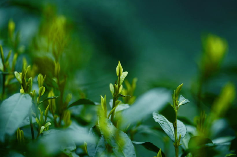 Hangzhou Private Day Trip by Bullet Train from Shanghai - Longjing village tea culture: the part that feels most personal