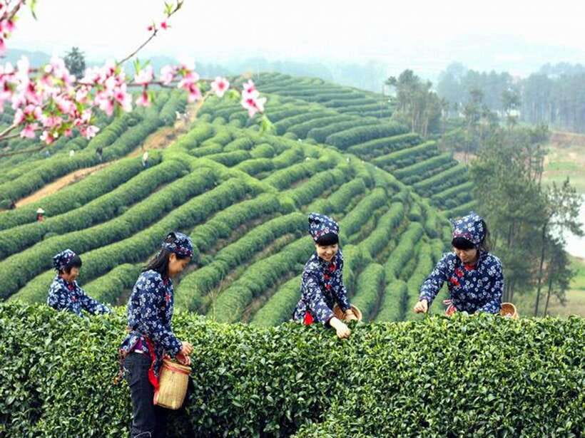 Hangzhou Private One Day Trip from Shanghai by Bullet Train - From Shanghai hotel to Hangzhou in about an hour