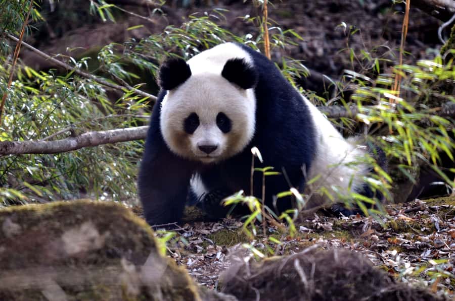 Leshan Grand Buddha Scenic Area and Panda Park Day Tour - Key highlights I’d circle first
