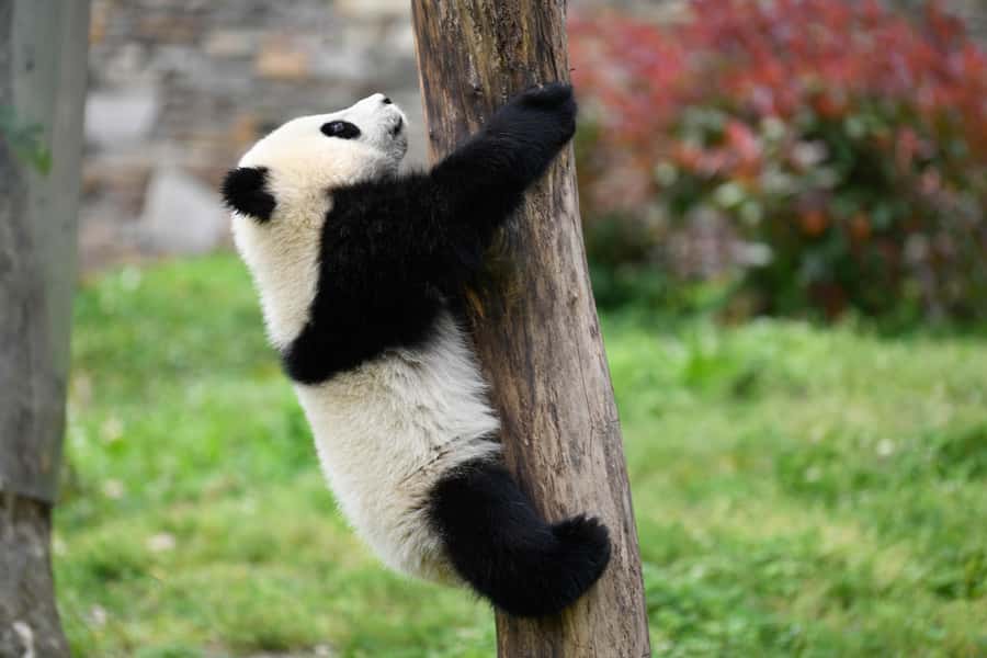 Leshan Grand Buddha Scenic Area and Panda Park Day Tour - Should you book this Leshan and Panda day trip?