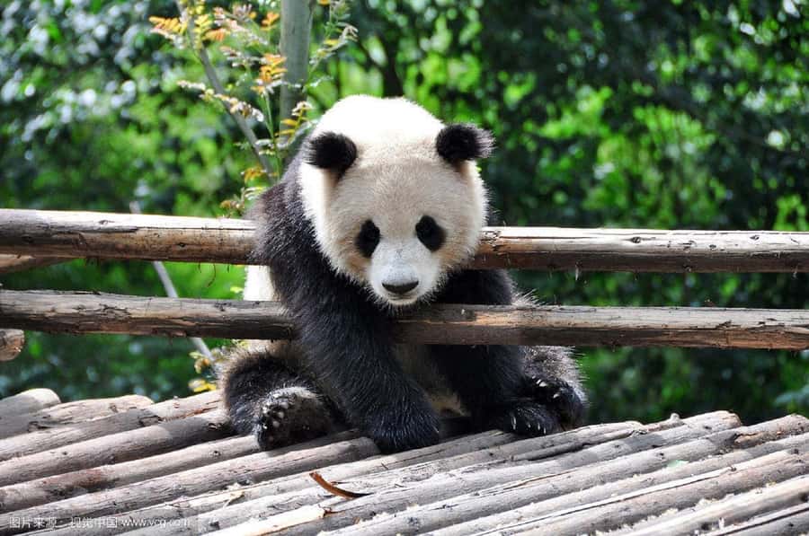 Leshan Grand Buddha Scenic Area and Panda Park Day Tour - Hotel Pickup in Chengdu, then Off to the Panda Breeding Center