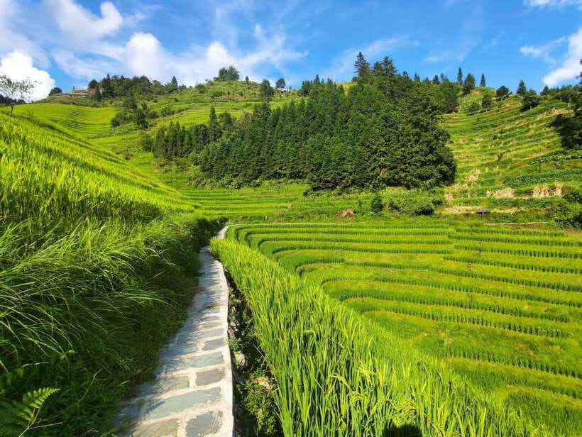 Longji Rice Terraces: Full-Day Private Tour from Guilin - Why Longji Rice Terraces Feel Different Than a Typical Day Trip
