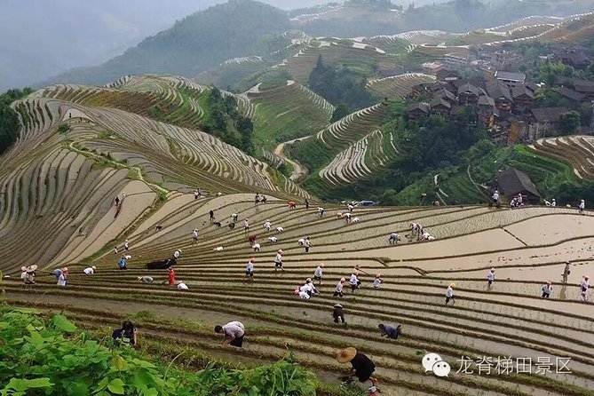 Longji rice terraces & minority villages private day tour - Longji Rice Terraces: how to use your three hours well