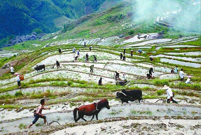 Longsheng Ethnic Minority & Rice Terraces Full-Day Tour - Dragon’s Backbone Viewpoints: Getting the Best Angles Under a Time Limit