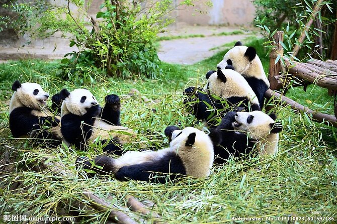 One Day Giant Panda Leisure Private Tour in Chengdu - Panda Base at 8:00 am, and why you’ll actually enjoy it