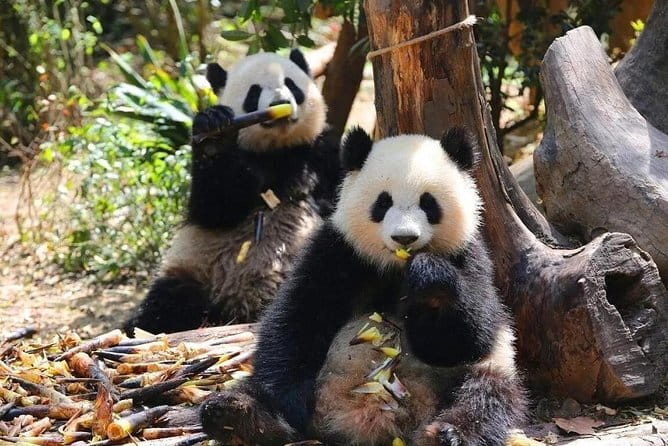 One Day Trip to Chengdu Panda Base and Leshan Buddha Tour - Price and value: what $93 gets you, and what it does not