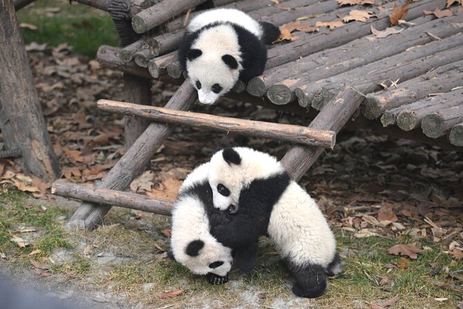 Panda and Leshan Buddha Private Tour - Chengdu Panda Breeding Base, morning meaningfully early