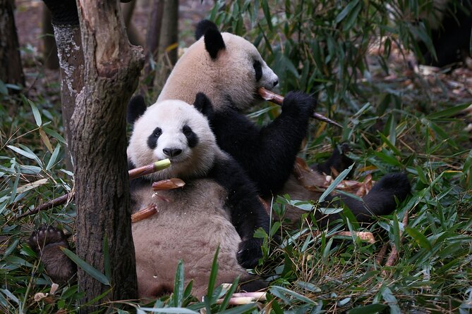 Panda and Leshan Buddha Private Tour - Pickup, timing, and how the schedule feels in real life