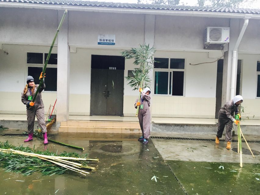 Panda Volunteer Project Day Trip(Wolong/Du Jiang Yan) - The volunteer project: cleaning enclosures and preparing fresh bamboo