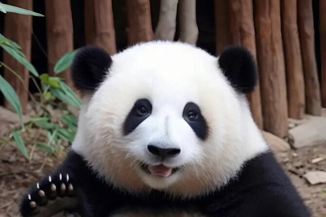 Private 1-Day: Panda and Chengdu Local Life (Make Vlog for you) - Key things to know before you go