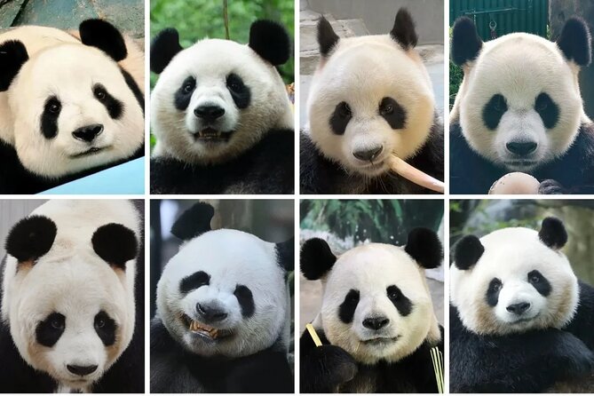 Private 1-Day: Panda and Chengdu Local Life (Make Vlog for you) - Giant Panda Breeding Research Base: your day’s main event