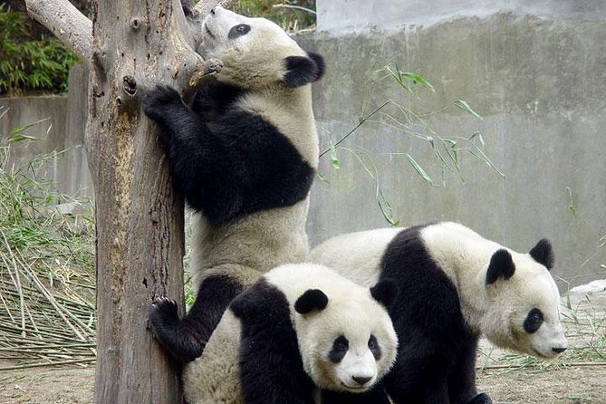 Private Chengdu Day Tour: Giant Pandas and Jinsha Site Museum - Chengdu Research Base: What to Look For Besides Photos