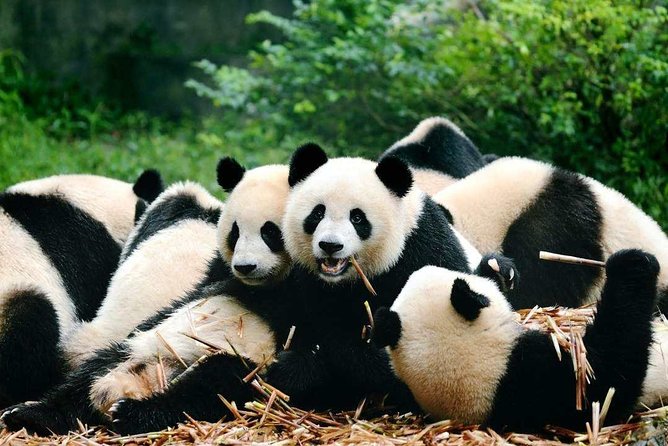 Private Chengdu Highlights Day Trip: Panda Base and City from Chongqing by Train - Why this Chengdu day trip feels easy from Chongqing