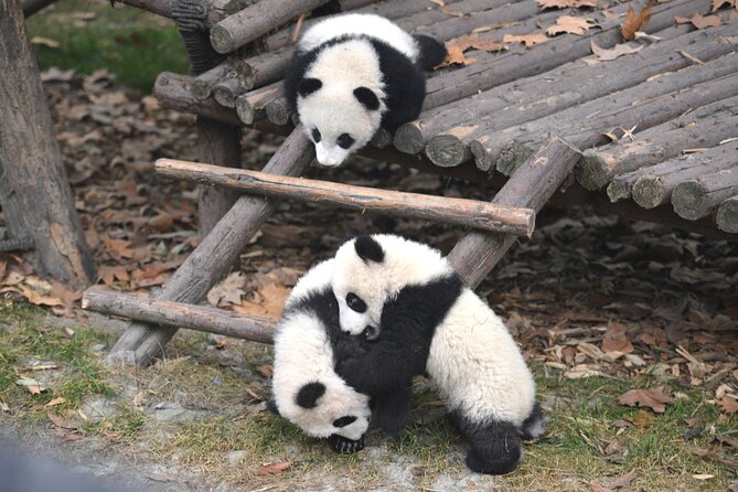 Private Chengdu Panda Base Tour with Hotel Pickup - Key highlights you’ll actually care about