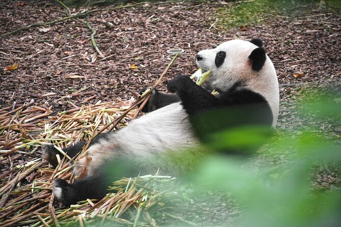 Private Chengdu Panda Base Tour with Hotel Pickup - Why this Panda Base tour feels low-stress
