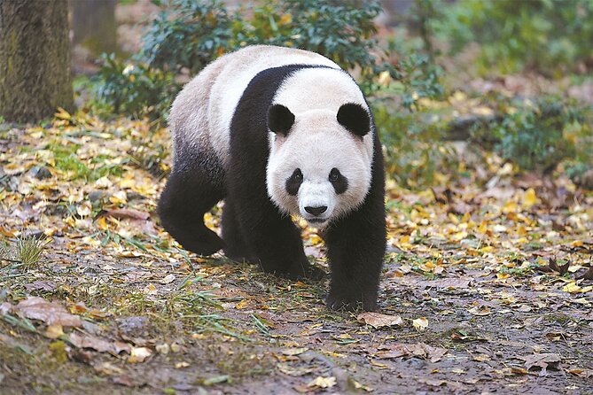 Private Chengdu Panda Base Tour with Hotel Pickup - Panda nursery and the seasonal cub chance