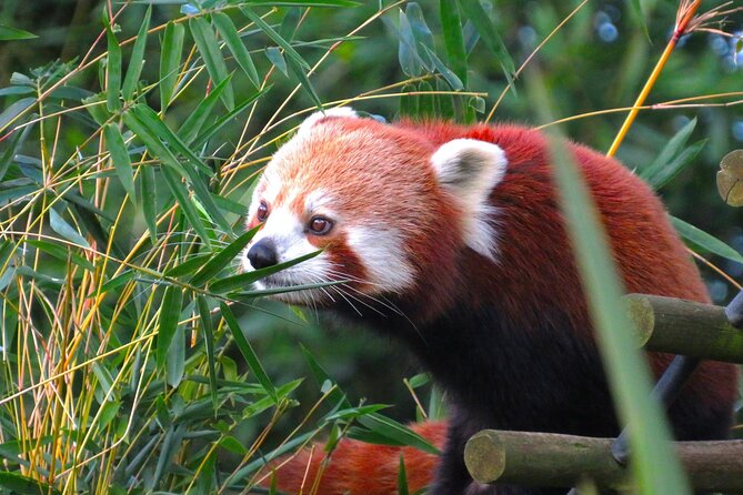 Private Chengdu Panda Base Tour with Hotel Pickup - Red pandas and conservation exhibits that give context