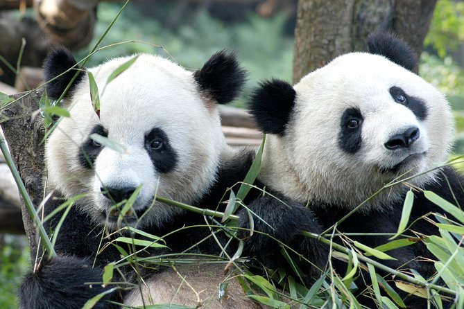 Private Half-Day Chengdu Panda Breeding Center Tour with Optional Volunteer - Key Things to Know Before You Go