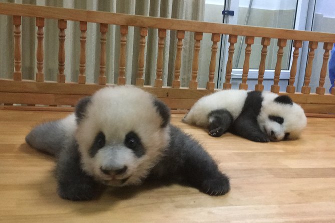 Private Half-Day Chengdu Panda Breeding Center Tour with Optional Volunteer - Private Transport and an English Guide Make Panda Time Easier Than DIY