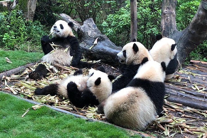 Private Half-Day Chengdu Panda Breeding Center Tour with Optional Volunteer - Optional Volunteer for Panda: Hands-On Spirit, Strict Rules