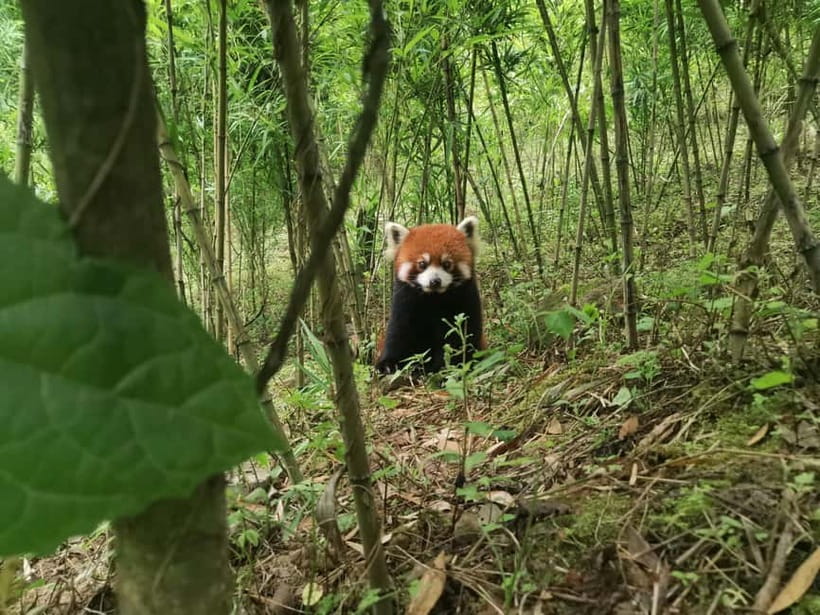 Private Half-Day Tour to Chengdu Panda Base - Morning at Xiongmao Jidi: why timing shapes what you see