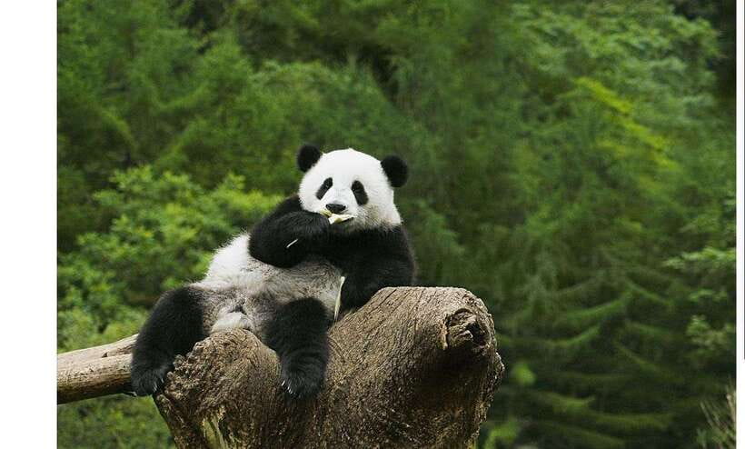 Private Half-Day Tour to Chengdu Panda Base - The half-day schedule: pickup, panda time, and a reasonable finish