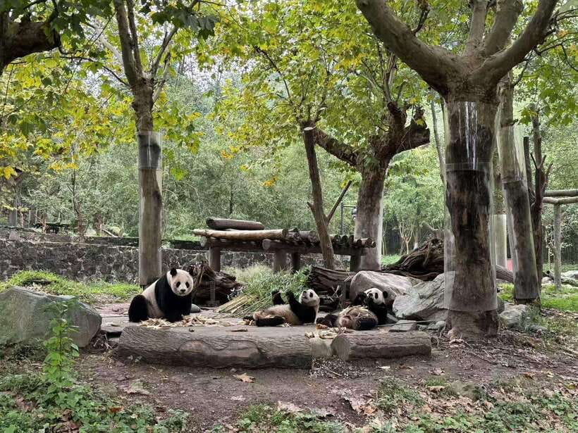 Private Half-Day Tour to Chengdu Panda Base - Chengdu vs Dujiangyan: choosing the calmer panda day
