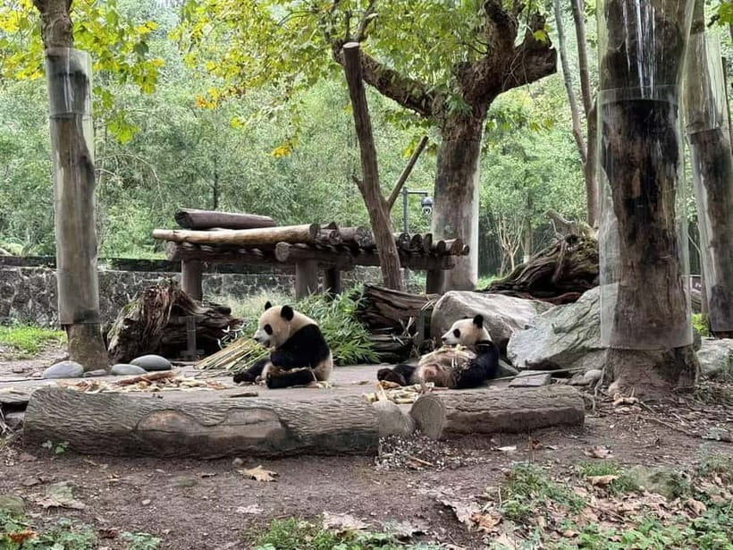 Private Half-Day Tour to Chengdu Panda Base - What to pack and the ID details you cannot skip