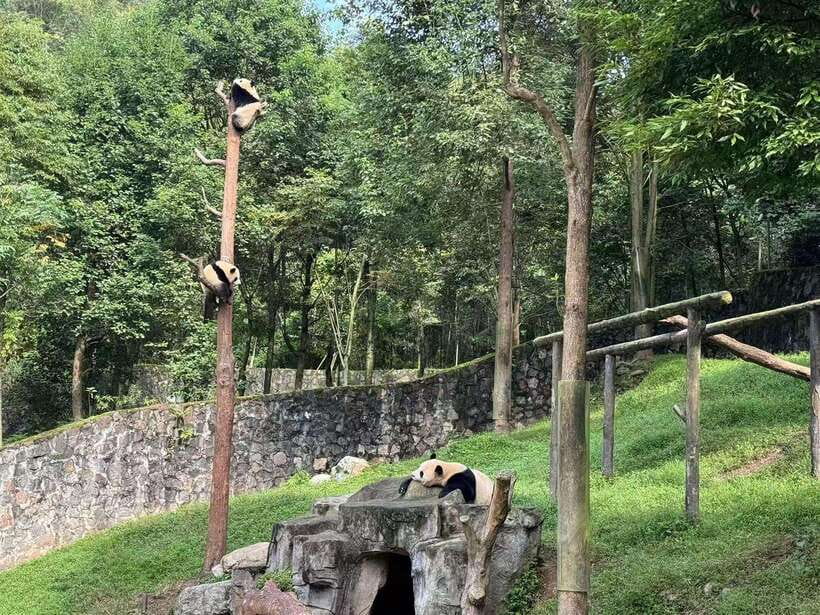 Private Half-Day Tour to Chengdu Panda Base - Who this tour is best for