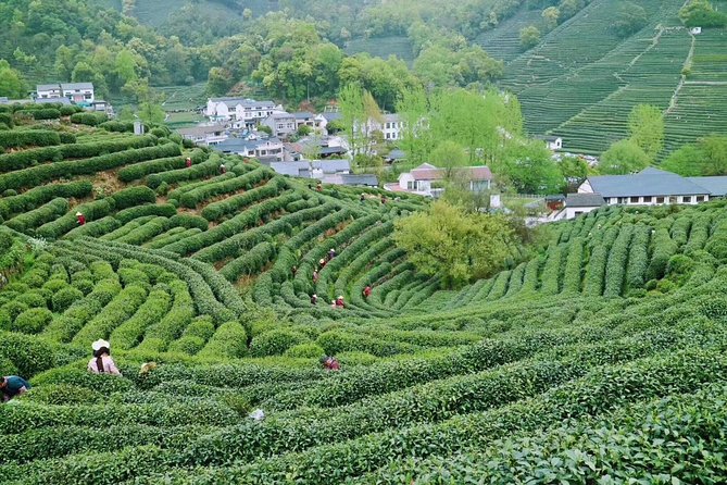 Private Hangzhou Day Tour from Shanghai by Bullet Train - West Lake (Xi Hu): The Cruise That Makes the Day Feel Worth It