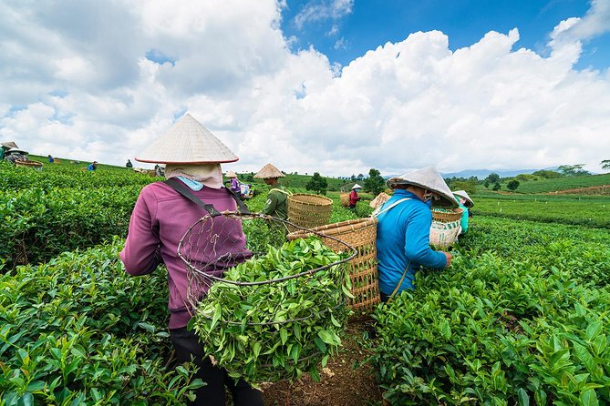 Private Hangzhou Day Tour to West Lake, Lingyin Temple, Tea Village, Old Pagoda - Price and what you really get for $189 per person