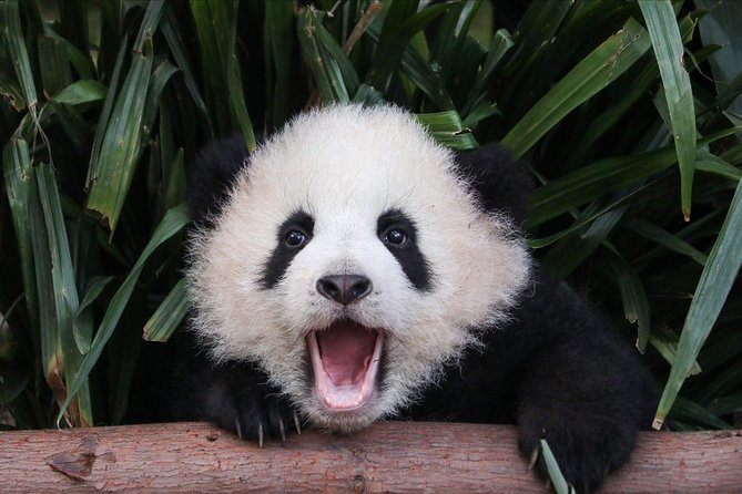 Private Panda Tour with Cooking Class One-day Trip - Chilli Cool’s Panda + Cooking Plan: A full Chengdu day, tightly packed