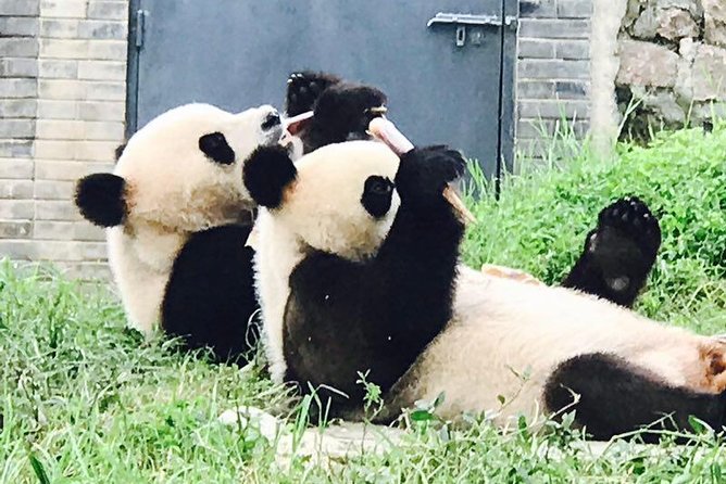 Private Panda Tour with Cooking Class One-day Trip - The Chengdu Giant Panda Breeding Research Base: See pandas at all ages