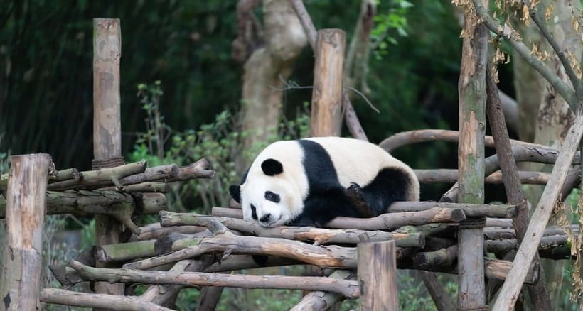Private Tour: Discovering Pandas & the Majestic Giant Buddha - A long day, well organized: Chengdu, pandas, then Leshan