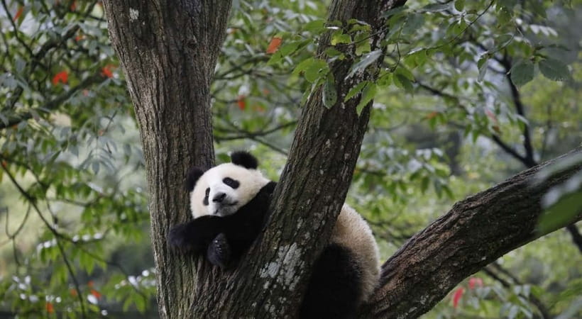 Private Tour: Discovering Pandas & the Majestic Giant Buddha - Leshan Giant Buddha: 71 meters of stone with a purpose-built viewing plan