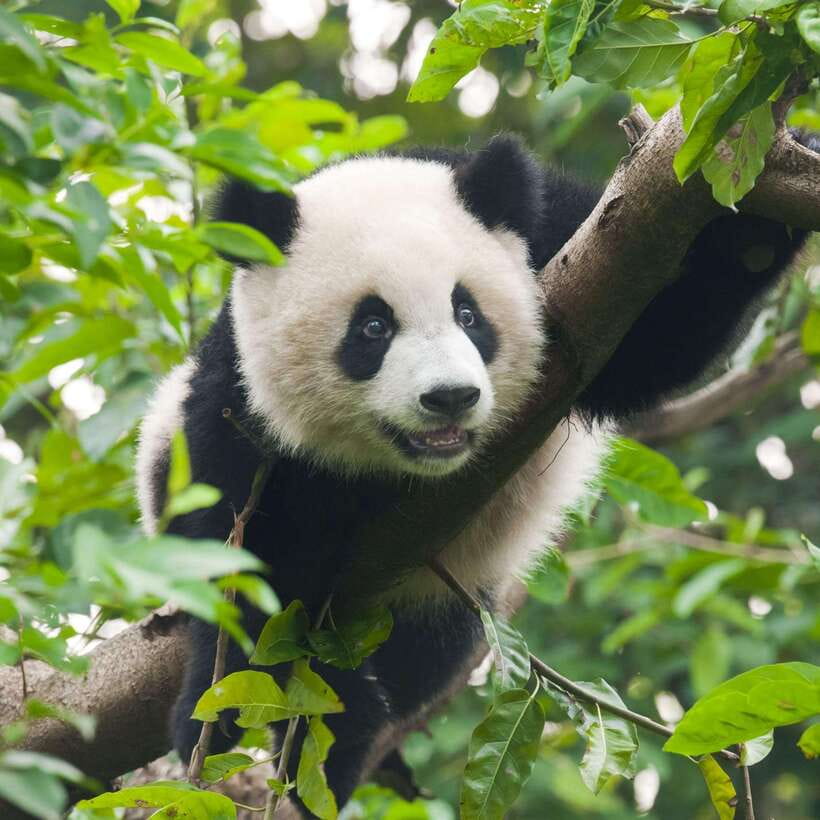 Private Tour: Discovering Pandas & the Majestic Giant Buddha - Who should book this panda and Leshan combo, and who should skip it