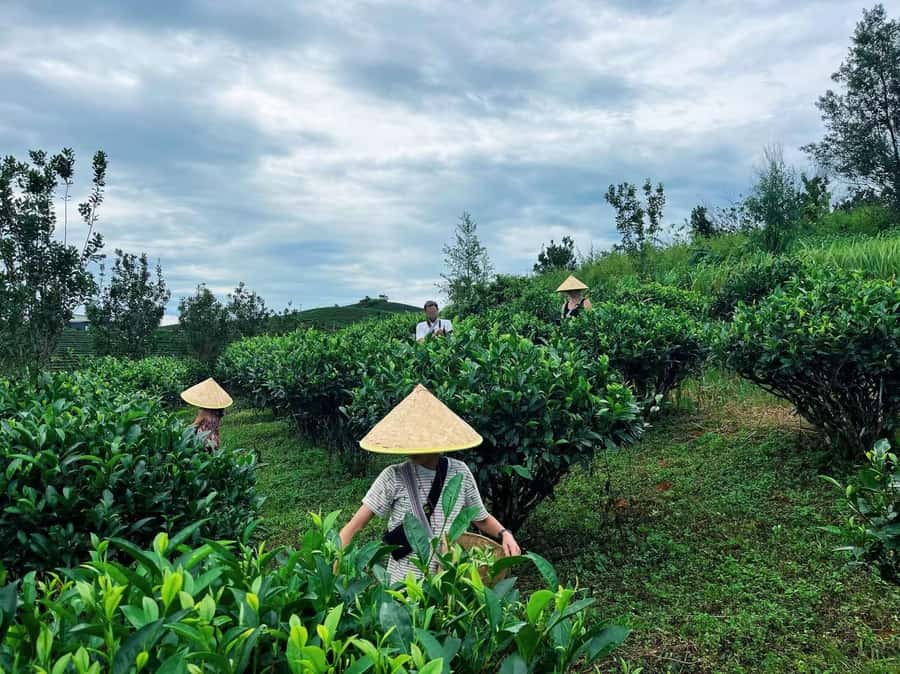 Puer Tea Picking and Tasting | 6 Hour Morning Trip - Pickup in Jinghong or Puer, Then Straight to the Tea Hills