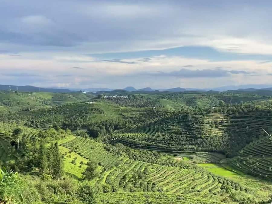 Puer Tea Picking and Tasting | 6 Hour Morning Trip - Tea Picking With Local Guidance: What You Should Watch For
