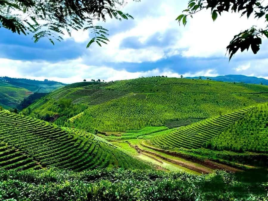 Puer Tea Picking and Tasting | 6 Hour Morning Trip - The Plantation Walk: Why Growing Location Changes the Cup
