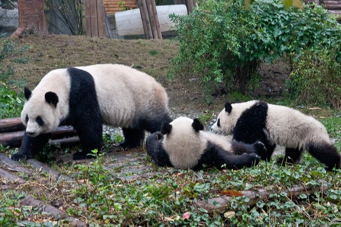 Sanxingdui Ruins and Giant Pandas Private Day Tour from Chengdu - Lunch Break, Chinese Comfort With One Soft Drink