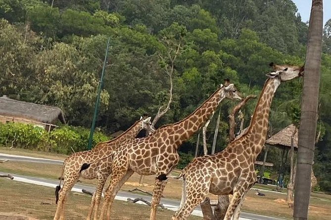 See Panda Guangzhou Chimelong Safari Park and Circus Private Tour - Key Highlights You’ll Actually Feel