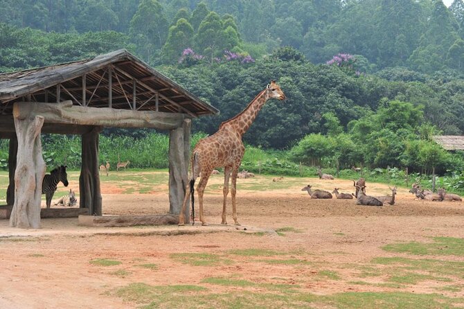 See Panda Guangzhou Chimelong Safari Park and Circus Private Tour - A Private Chimelong Day That Starts and Ends at Your Hotel