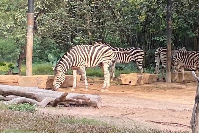 See Panda Guangzhou Chimelong Safari Park and Circus Private Tour - The International Circus Evening, With Clear Logistics