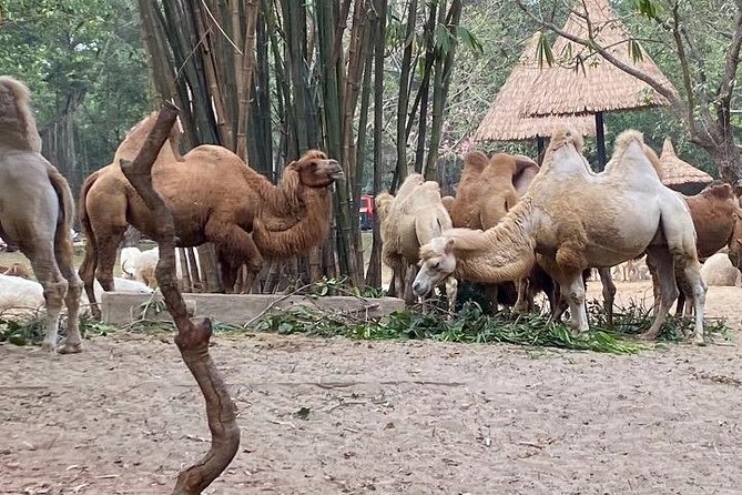 See Panda Guangzhou Chimelong Safari Park and Circus Private Tour - Practical Tips to Make the Day Feel Easier